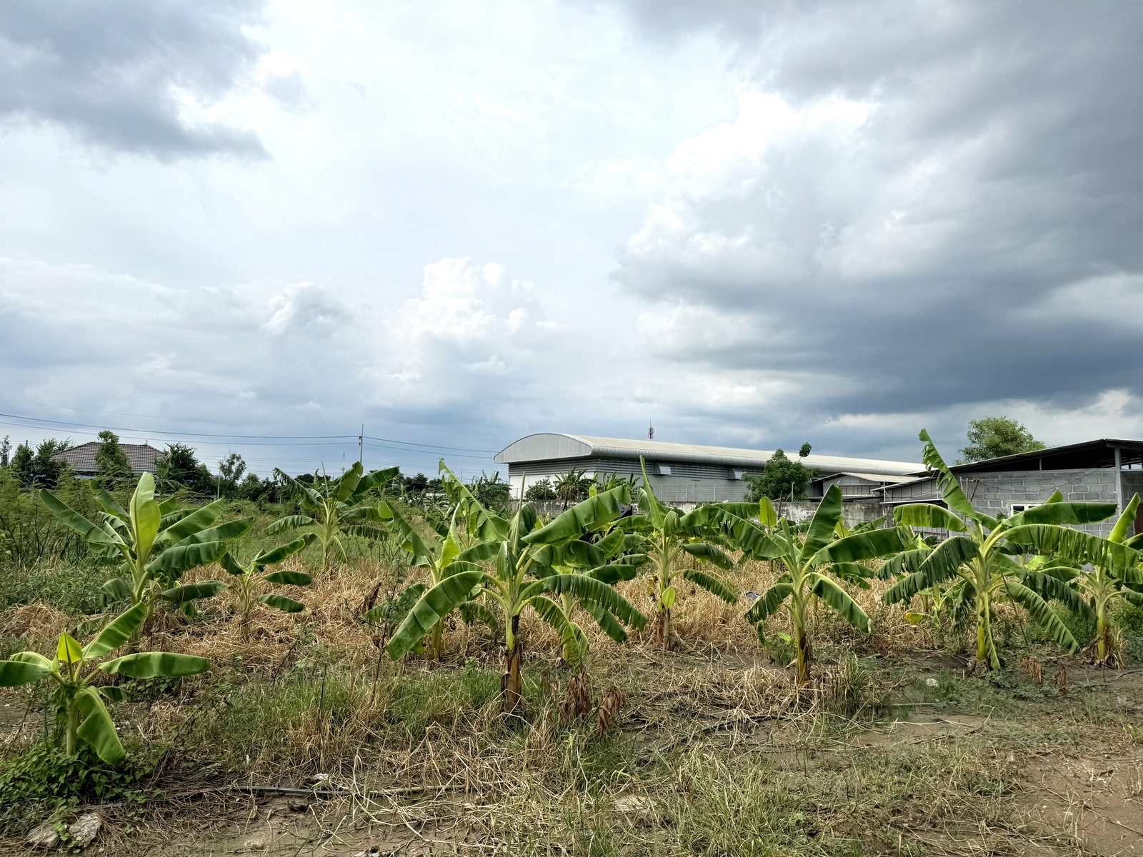 Urgent Sale: Land 3 rai 2 ngan 64 sq.wah, Filled High for 10 Years, Soi Bongkot 30, Khlong 2, Pathum Thani