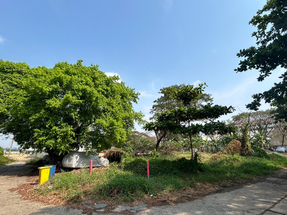 ขาย ที่ดิน 332 ตร.ว. ประเวศ อ่อนนุช55/1 ใกล้รถไฟฟ้าสายสีเหลือง - Image 3