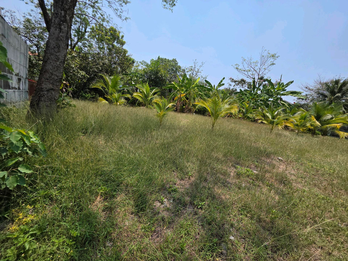 ขาย บ้านเดี่ยวติดสถานี BTS ศรีแบริ่ง (รถไฟสายสีเหลือง ลาดพร้าว สำโรง) ม.ลดาวัลย์ 4 ห้องนอน (PAH-00677) - Image 6