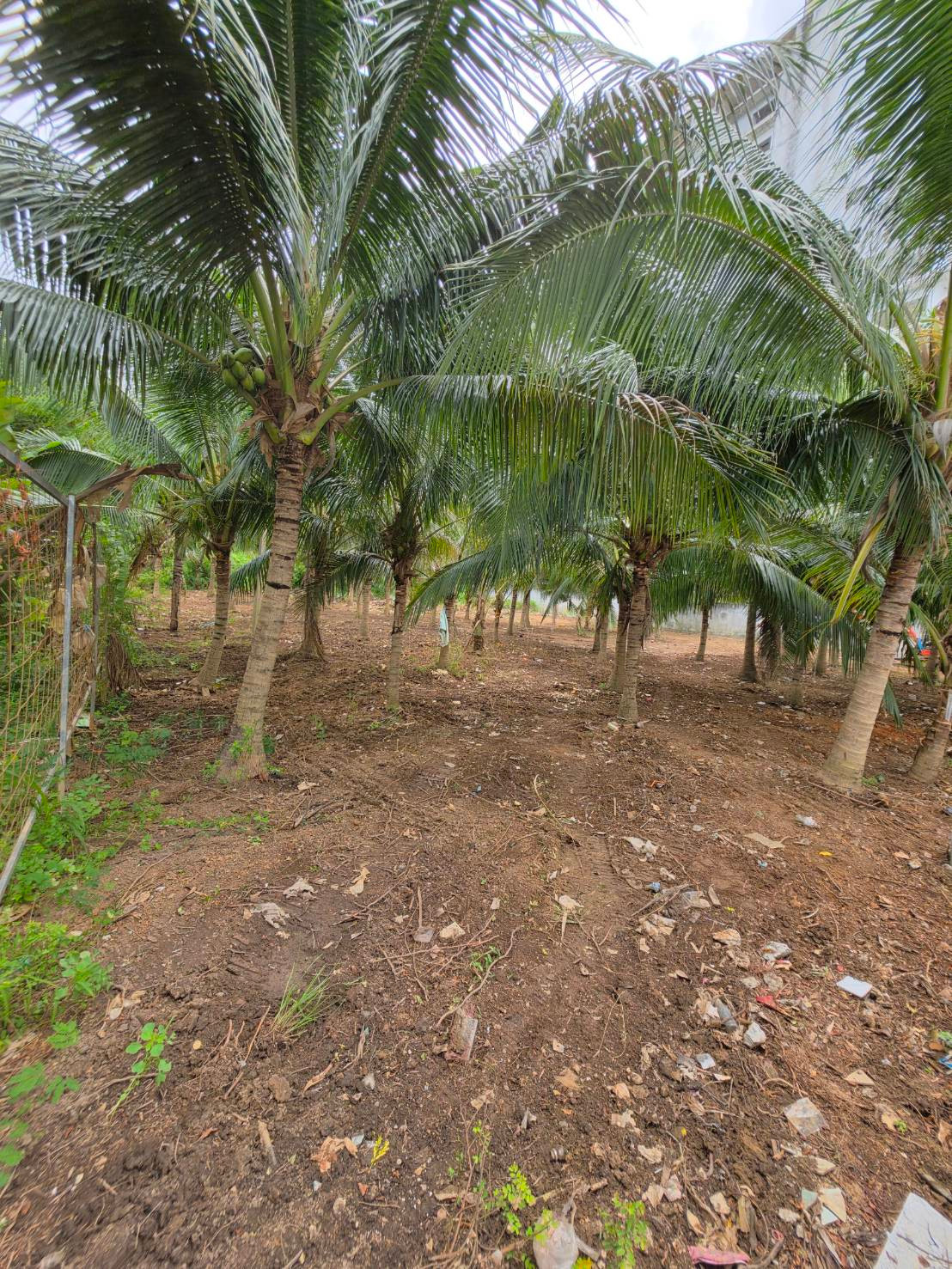 For Rent or Sale: High-Potential Land in Front of Bangkok Hospital Hat Yai, Just Over 2 Rai - Image 7