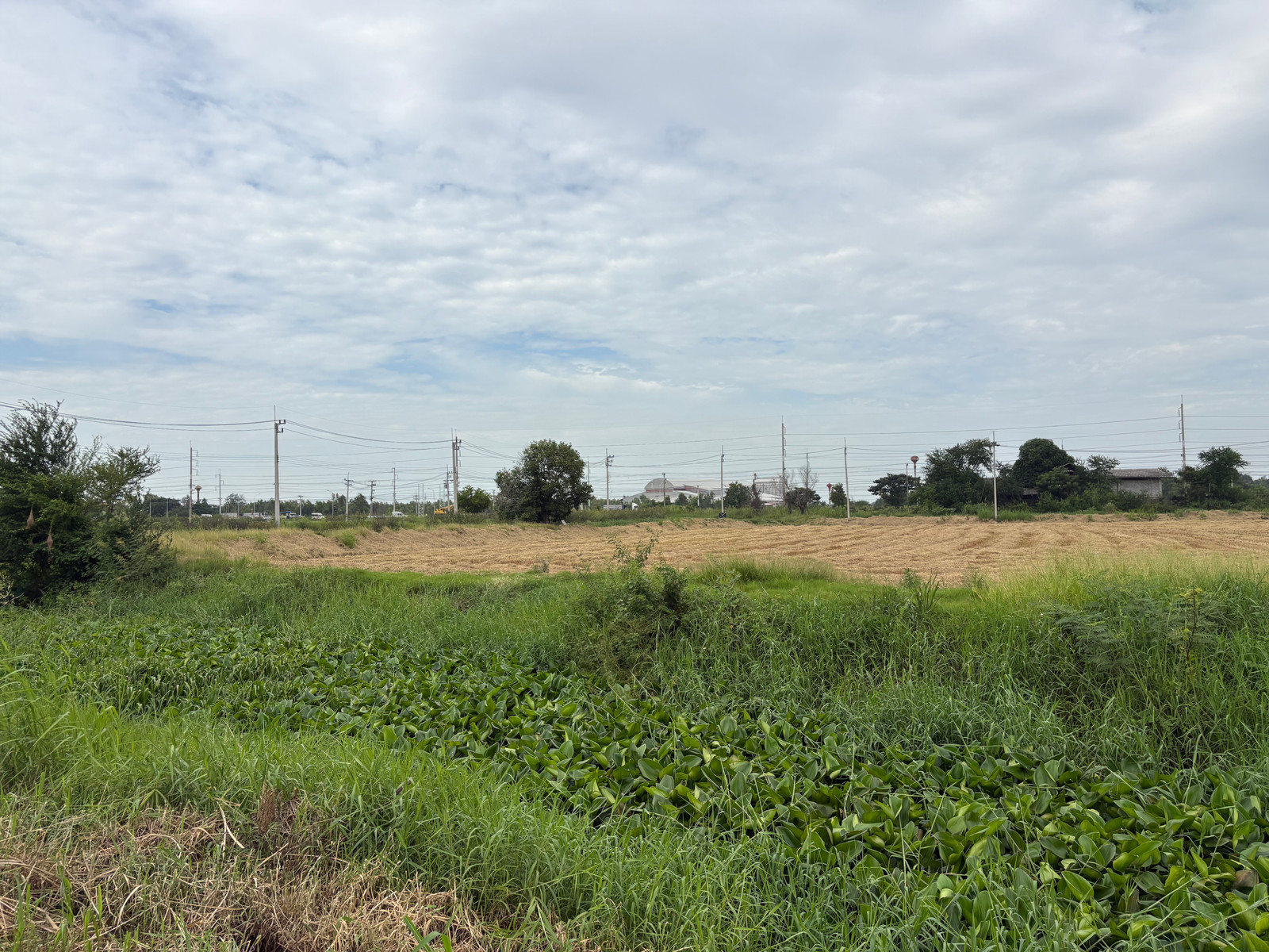 ขาย ที่ดิน 16-2-43.1 ไร่ บางไทร-อยุธยา ใกล้ถนน 3111 ทำเลรองรับ Warehouse/Logistics - Image 9